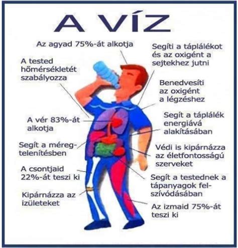 A víz élettani szerepe