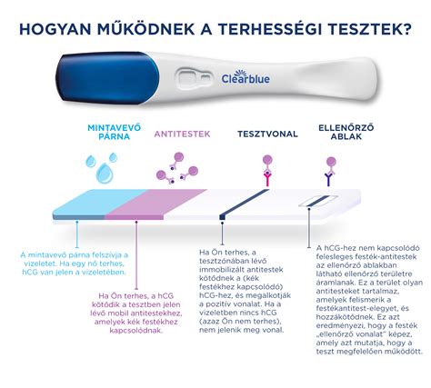 Diagram a PAPP-A és free ß-hCG szintek változásáról terhesség alatt