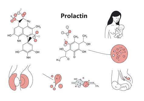 Prolaktin szint mérése és értékelése