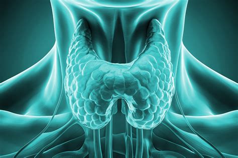 Pajzsmirigy funkciók és termékenység