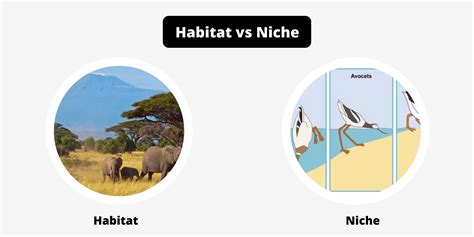 A niche (méhhegsérv) kialakulása