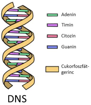 DNS spirál és genetikai térkép