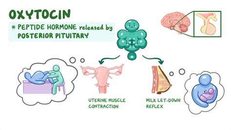 A mellbimbó stimuláció és az oxitocin hormon összefüggése