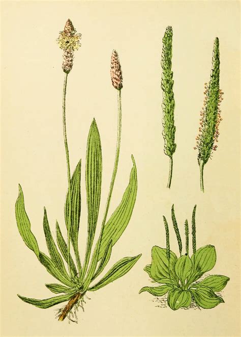 Lándzsás útifű (Plantago lanceolata) növény illusztrációja