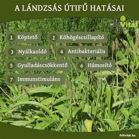 Infografika: A lándzsás útifű hatóanyagai és azok jótékony hatásai a légutakra