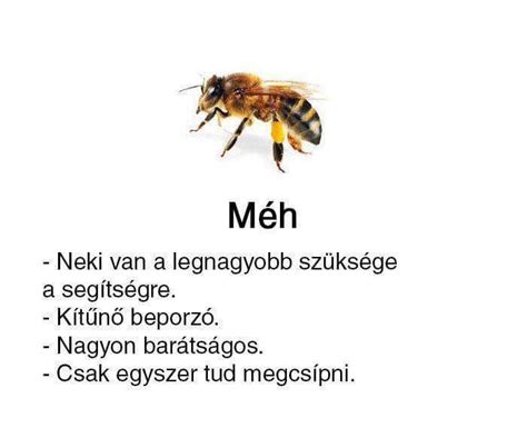 A méh szerkezete és a méhnyálkahártya