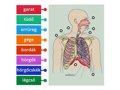 Szívverés és légzés szimbólumok