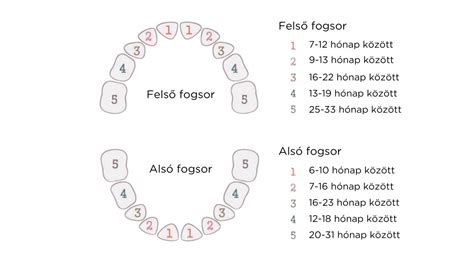 Fogak előtörésének sorrendje