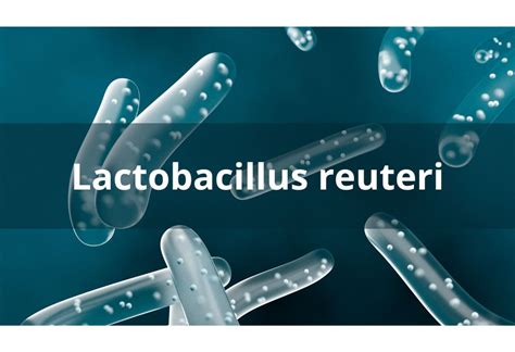 A Lactobacillus reuteri baktérium mikroszkópos képe