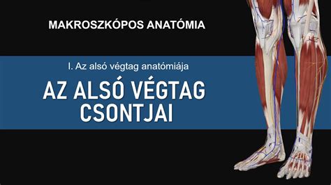A méh elhelyezkedése és az alsó üregi visszér összenyomódása