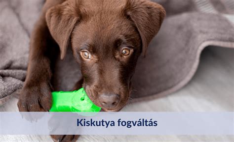 kölyökkutya fogváltása