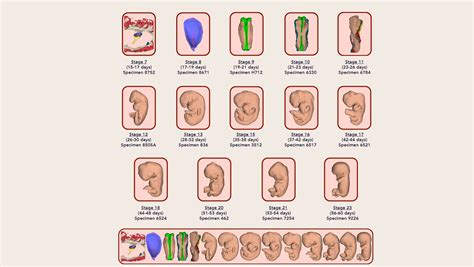 Vizuális ábrázolás az embrió fejlődéséről hétről hétre