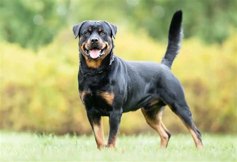 Rottweiler testfelépítés