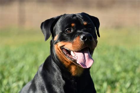 Rottweiler nevelése