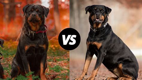Rottweiler gyerekekkel