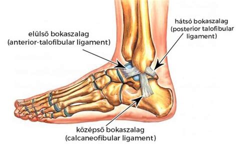 A méhet tartó szalagok ábrája