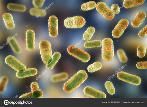 Lactobacillus baktériumok mikroszkópos képe