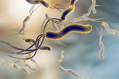 A Helicobacter pylori baktérium szerkezete és a gyomorban okozott gyulladás folyamata