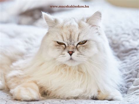 vemhes macska pihen