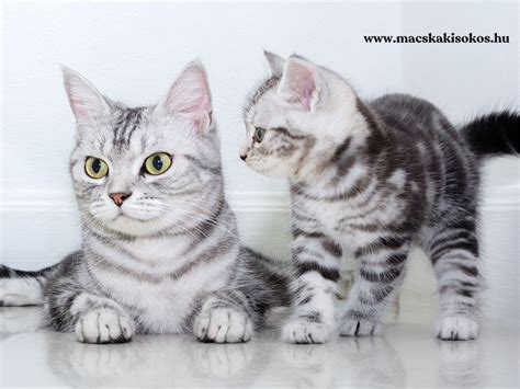 macska fészekrakás