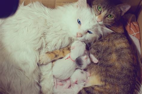 újszülött kiscicák