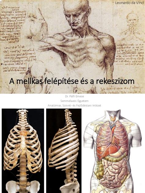 A rekeszizom és a csuklás mechanizmusa