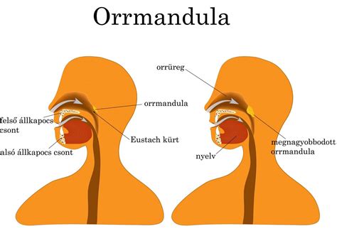 Az orrmandula helye és szerepe a légzésben