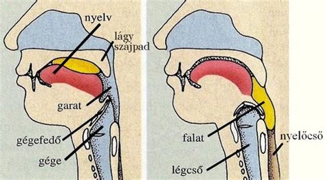 A nyelőcső záróizmainak működése