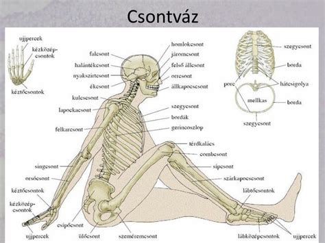 A baba koponyájának csontjai és varratai