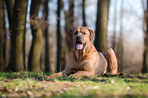 A Tosa Inu mozgásigénye és játék