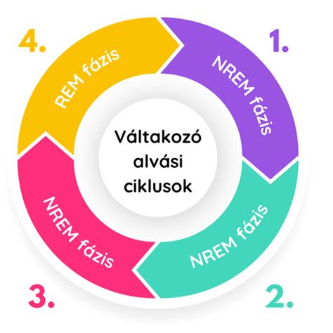 Az alvási ciklusok bemutatása felnőtteknél és csecsemőknél