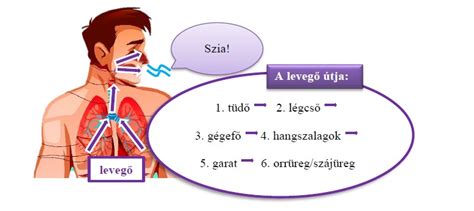 A lenyelt levegő útja a baba emésztőrendszerében