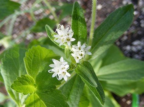 Stevia növény