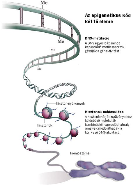 Epigenetikai változások hatása generációkon át