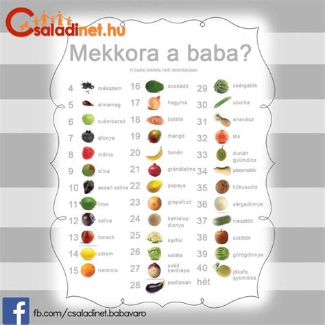 A 17 hetes magzat mérete egy körtéhez hasonlítható