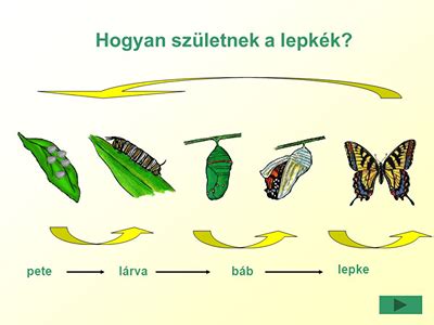 Kifejlett lepke virágon
