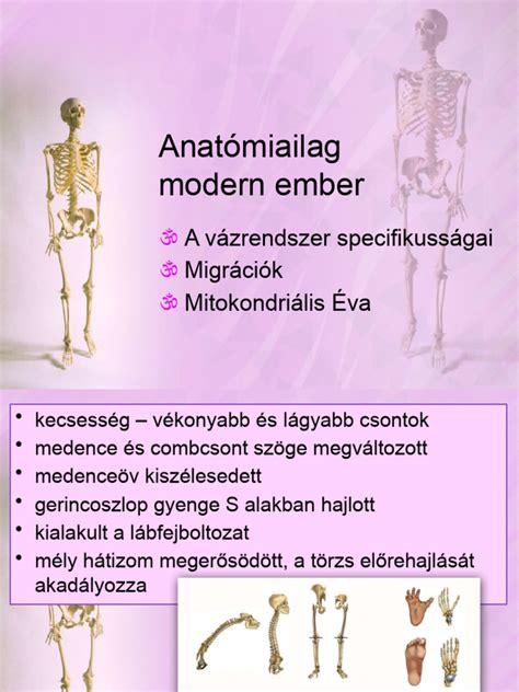 Anatómiailag ábrázolt petefészek cisztával