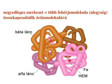 Fibrinogén molekula szerkezete