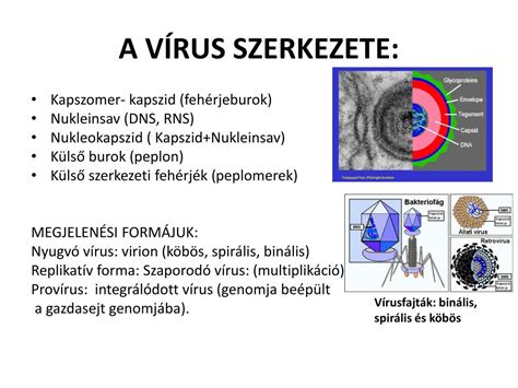 Herpeszvírus szerkezete