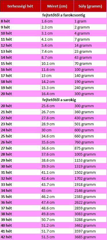 A 33 hetes magzat fejlődése és méretei