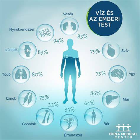 Az emberi test víztartalma
