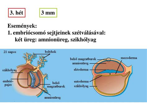 Az embriócsomó és a csíralemezek fejlődése
