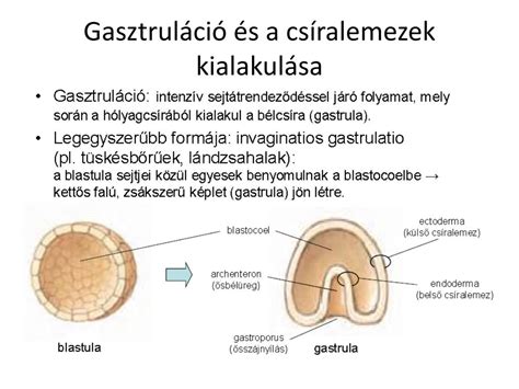 A csíralemezek differenciálódása és a szervek kialakulása