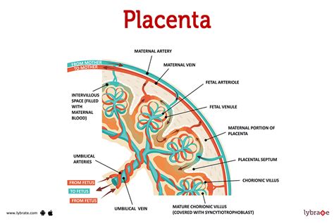 Infografika a placenta érettségi fokozatairól