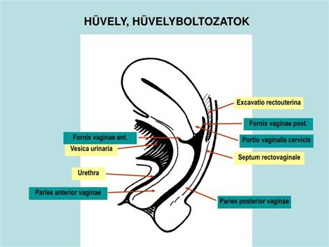 A női medence felépítése, a méh elhelyezkedése
