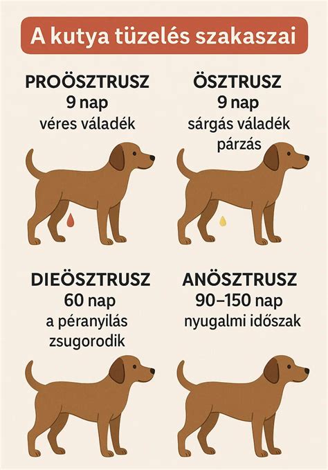 Kutya fejlődési szakaszai