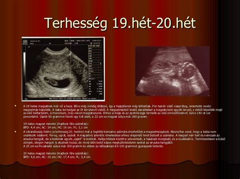 A 20. hetes magzat méretei