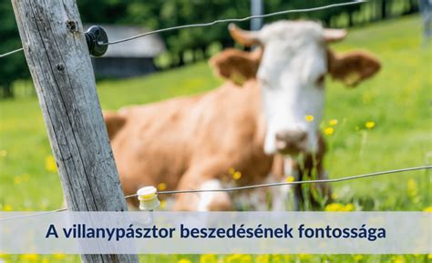 A tejtermelődés folyamata