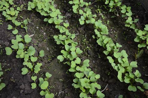 Növénybetegségek és kártevők a hónapos retek termesztése során