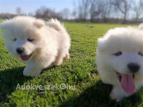 Kiskutyák nyitogatják a szemüket